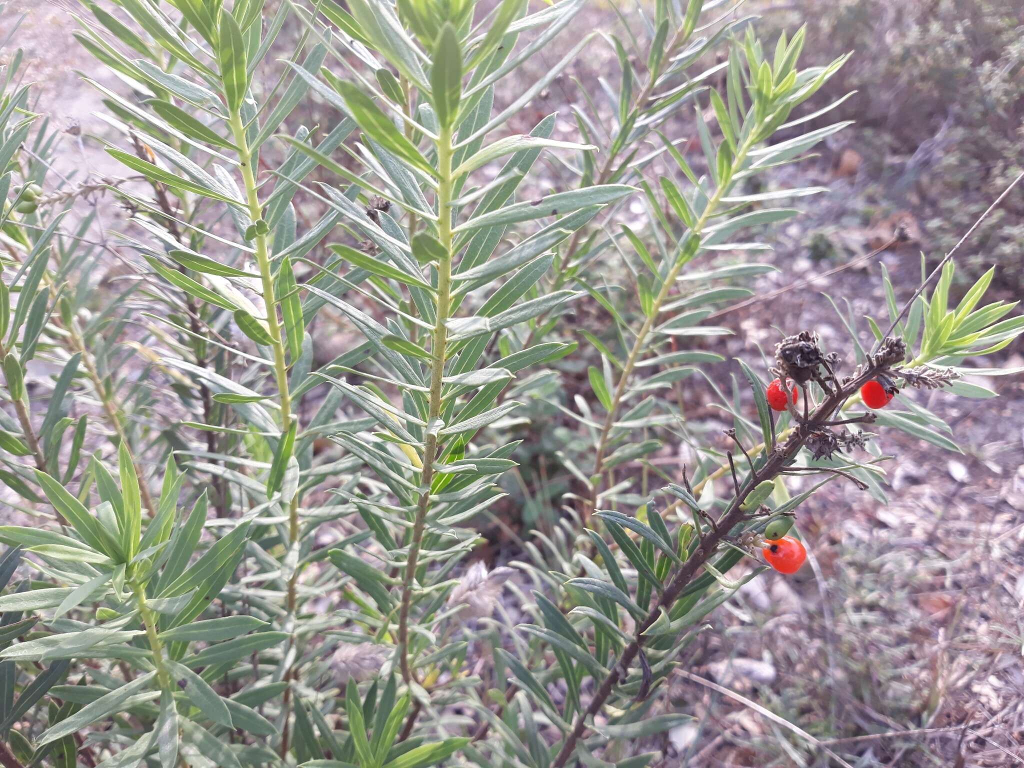 Image of Flax-Leaved Daphne