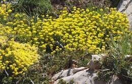 Слика од Alyssum baumgartnerianum Bornm.