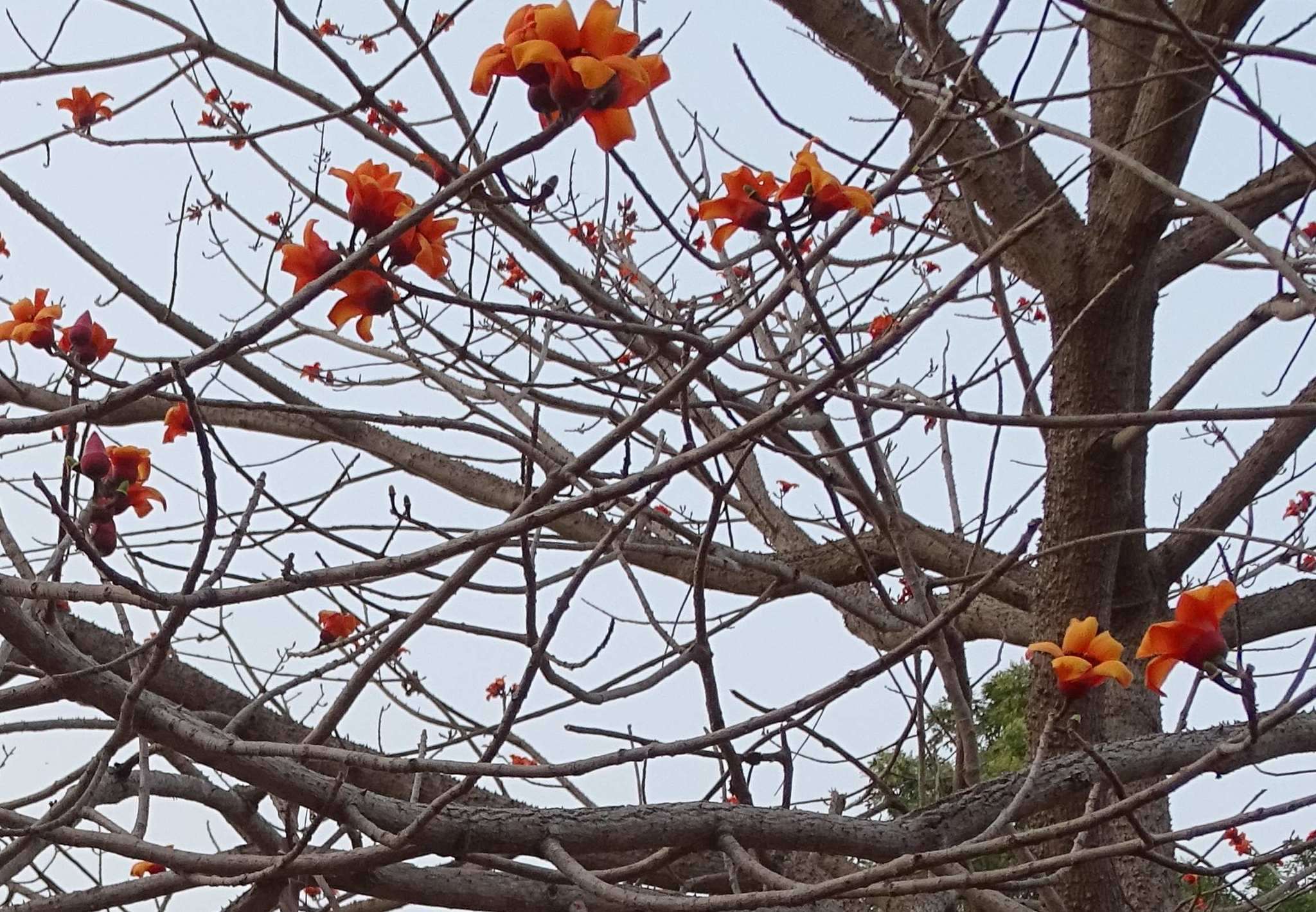 Image of Red Silk Cotton