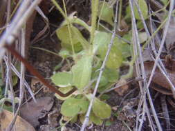 Image of Texas chickweed