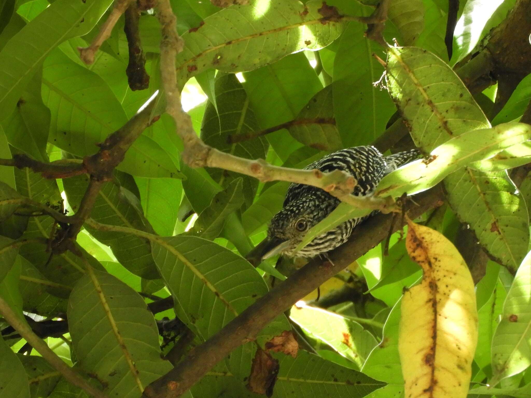 Image of Bar-crested Antshrike