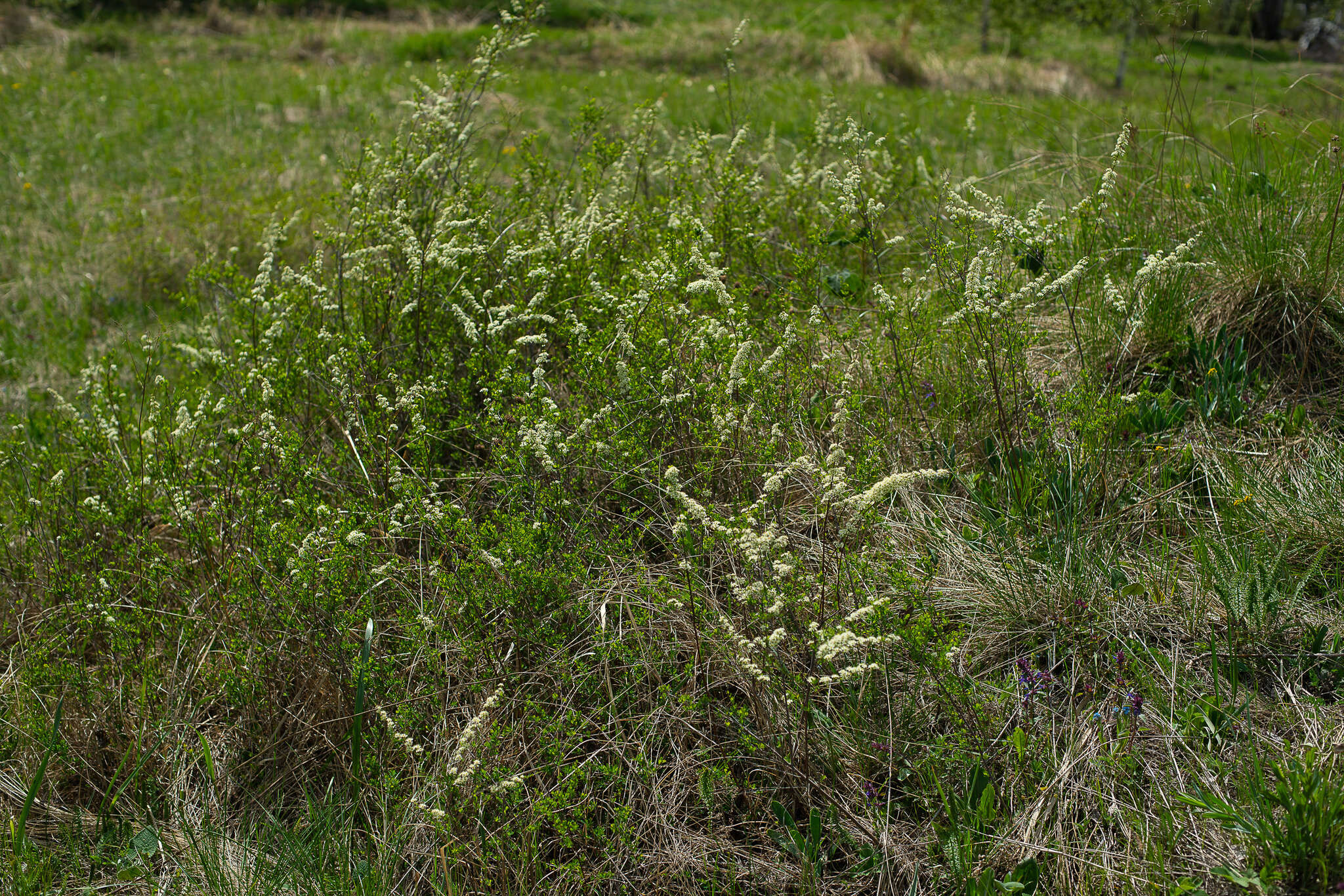 Image of Iberian spirea