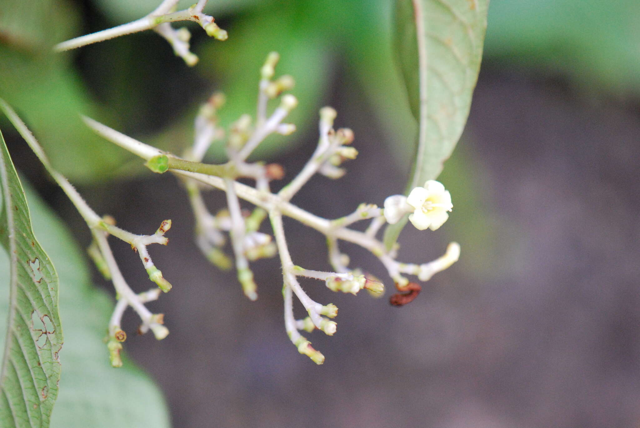 Image of Palicourea garciae Standl.