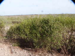 Image of <i>Eupatorium dodonaeifolium</i> DC.