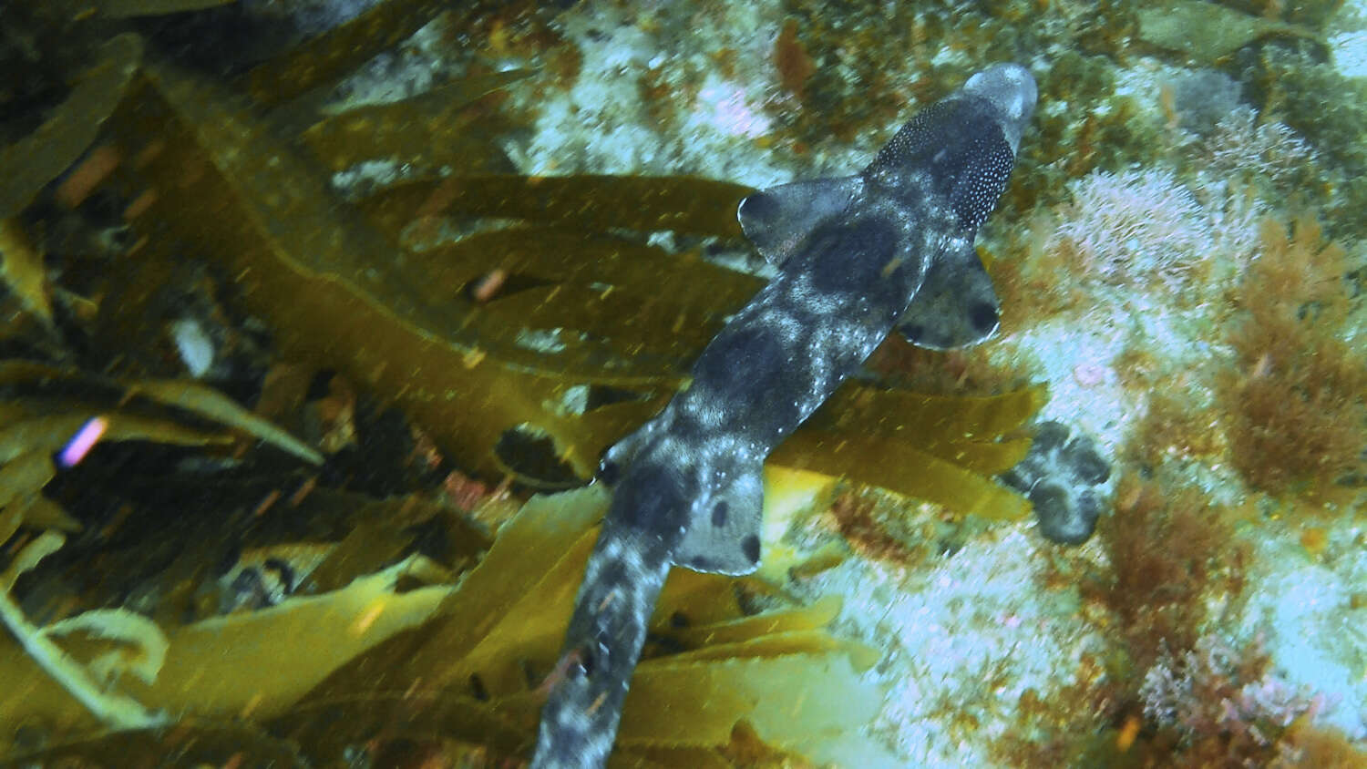 Image de Requin carpette à collier