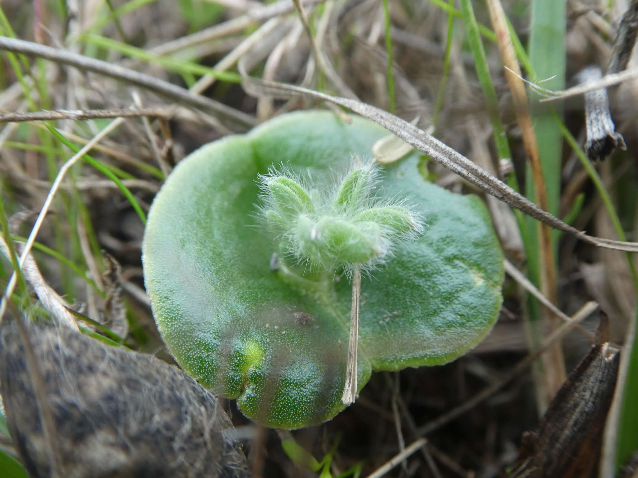 Image of whitewhorl lupine