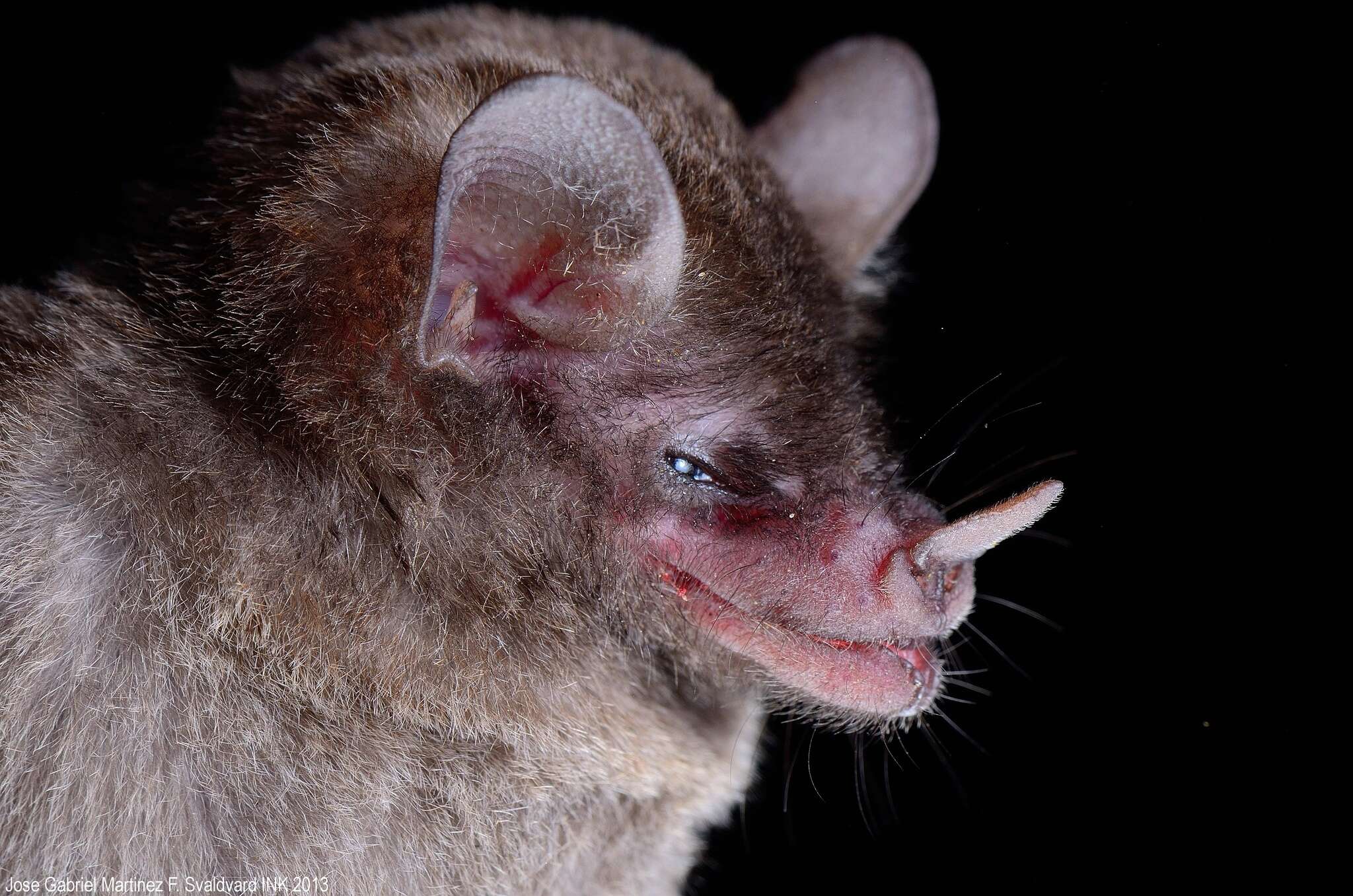 Image of Godman's long-tailed bat