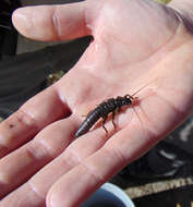 Image of Giant Salmonfly