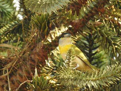 Image of Green-backed Becard