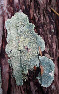 Image of dirinaria lichen