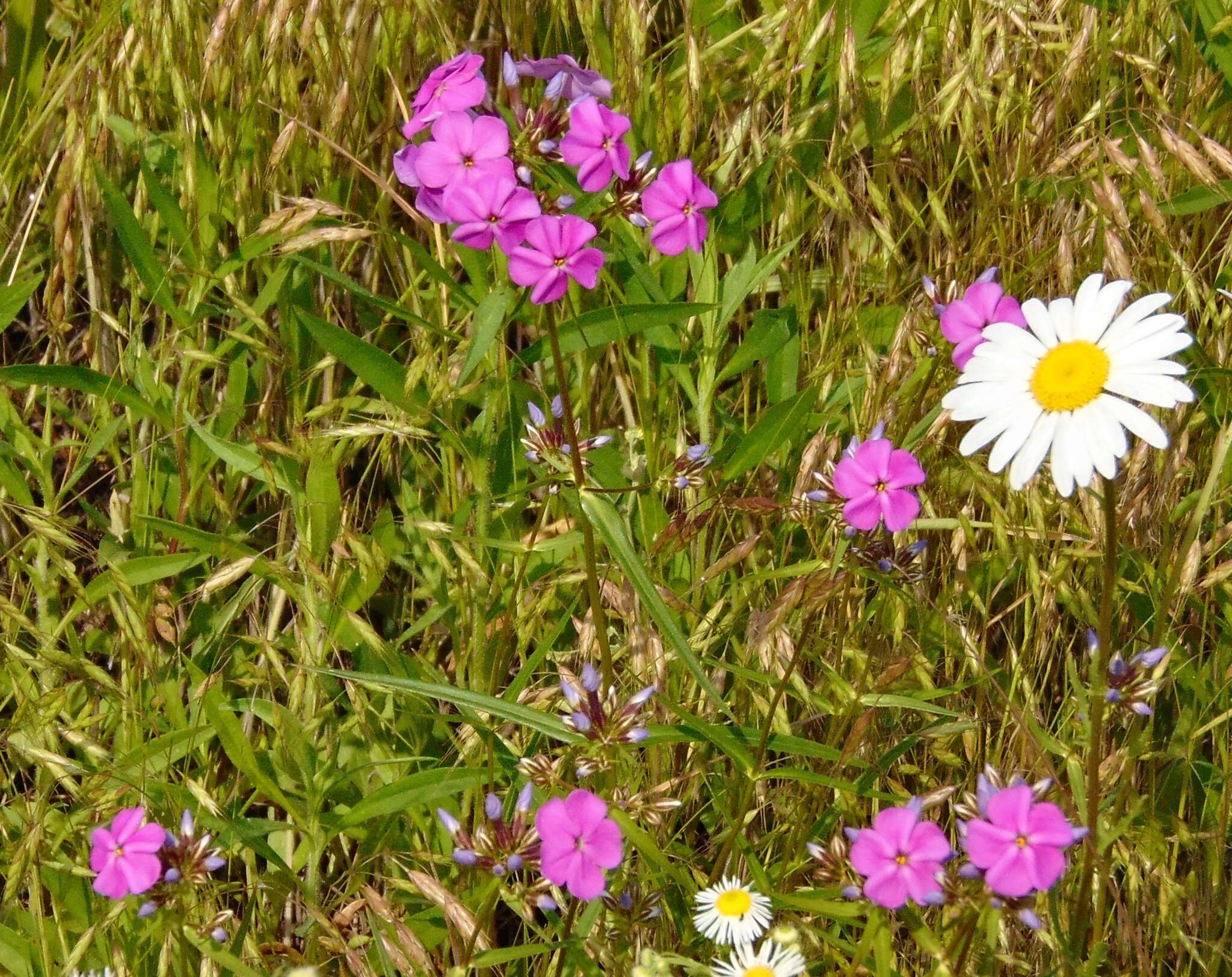 Imagem de Phlox glaberrima subsp. interior (Wherry) Wherry