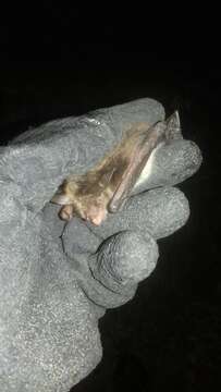 Image of Pond Bat