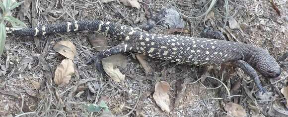 Image of Mexican Beaded Lizard