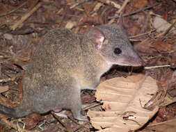 Image of Gray Short-tailed Opossum