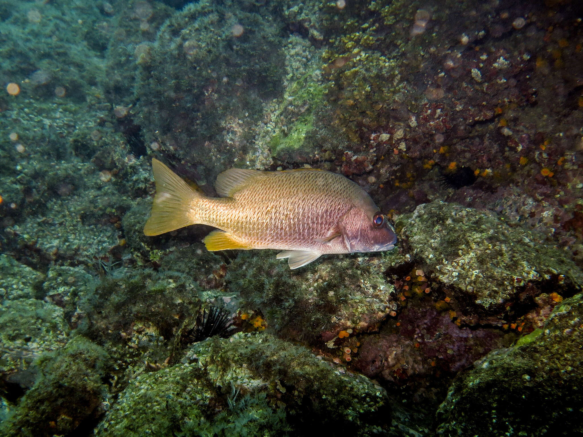 Image of Amarillo snapper