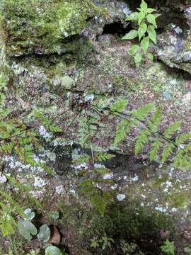 Image of upland brittle bladderfern