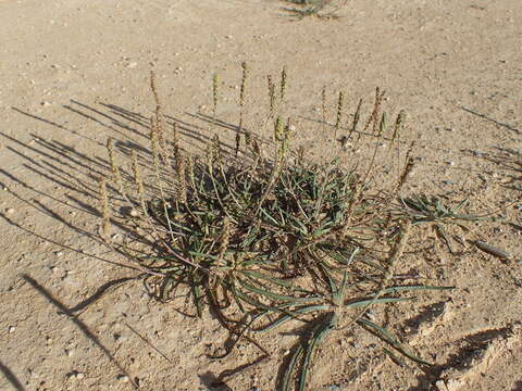 Image of Plantago maritima subsp. serpentina (All.) Arcangeli