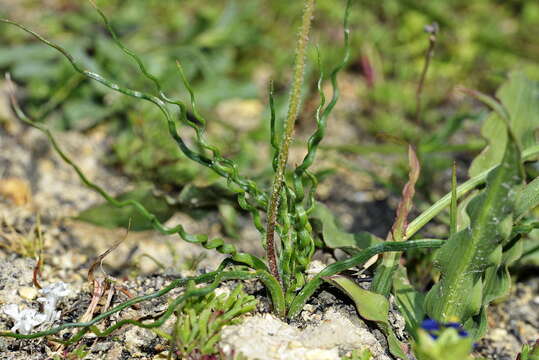 Слика од Trachyandra flexifolia (L. fil.) Kunth