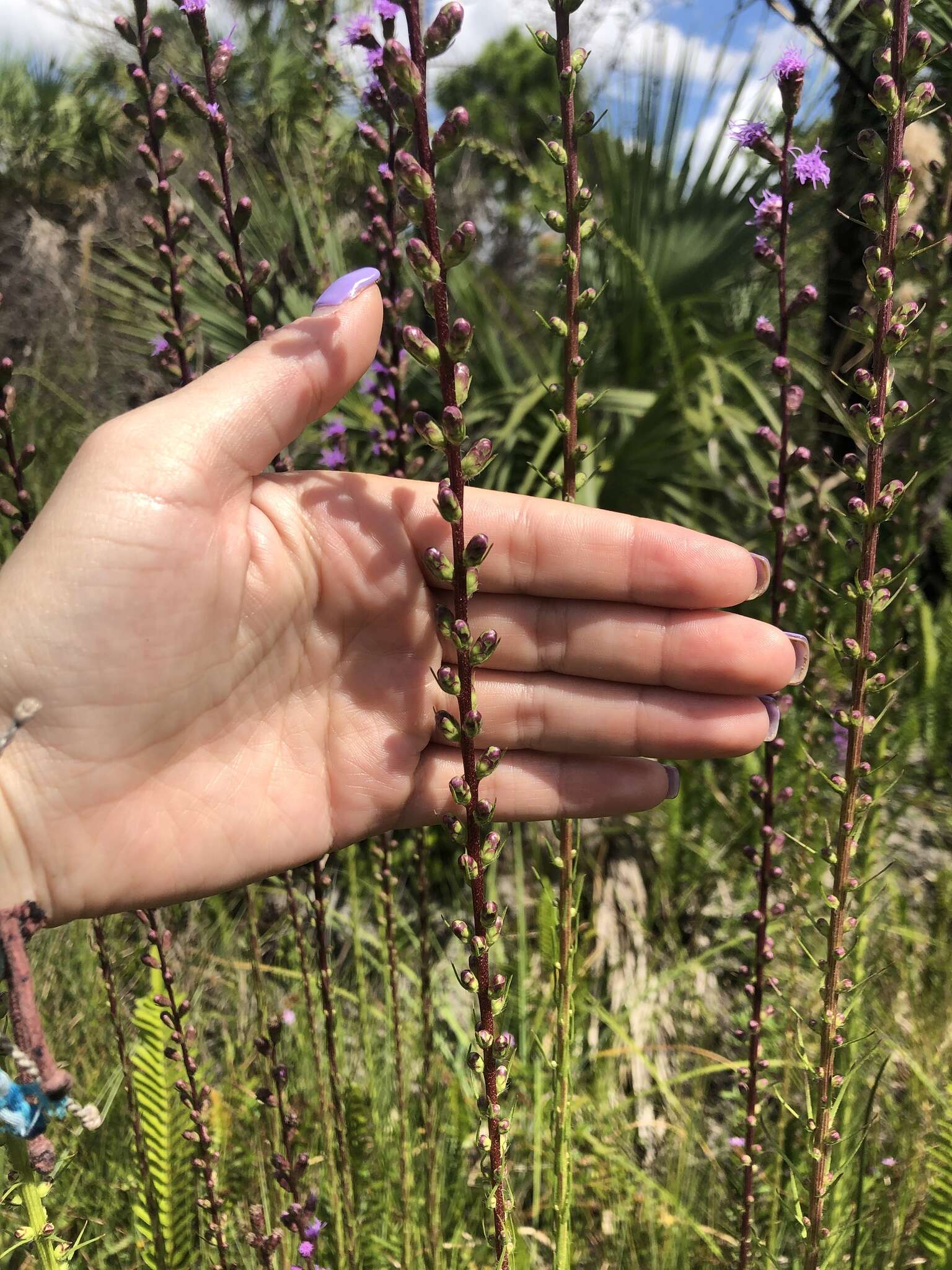 Image of savanna blazing star