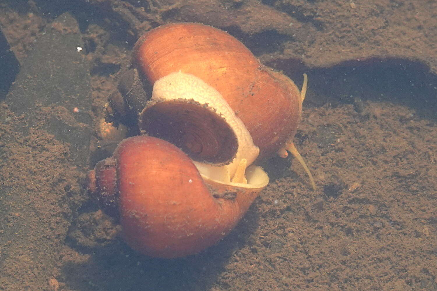 Image of Spike-topped applesnail