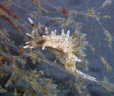 Image of Sea slug