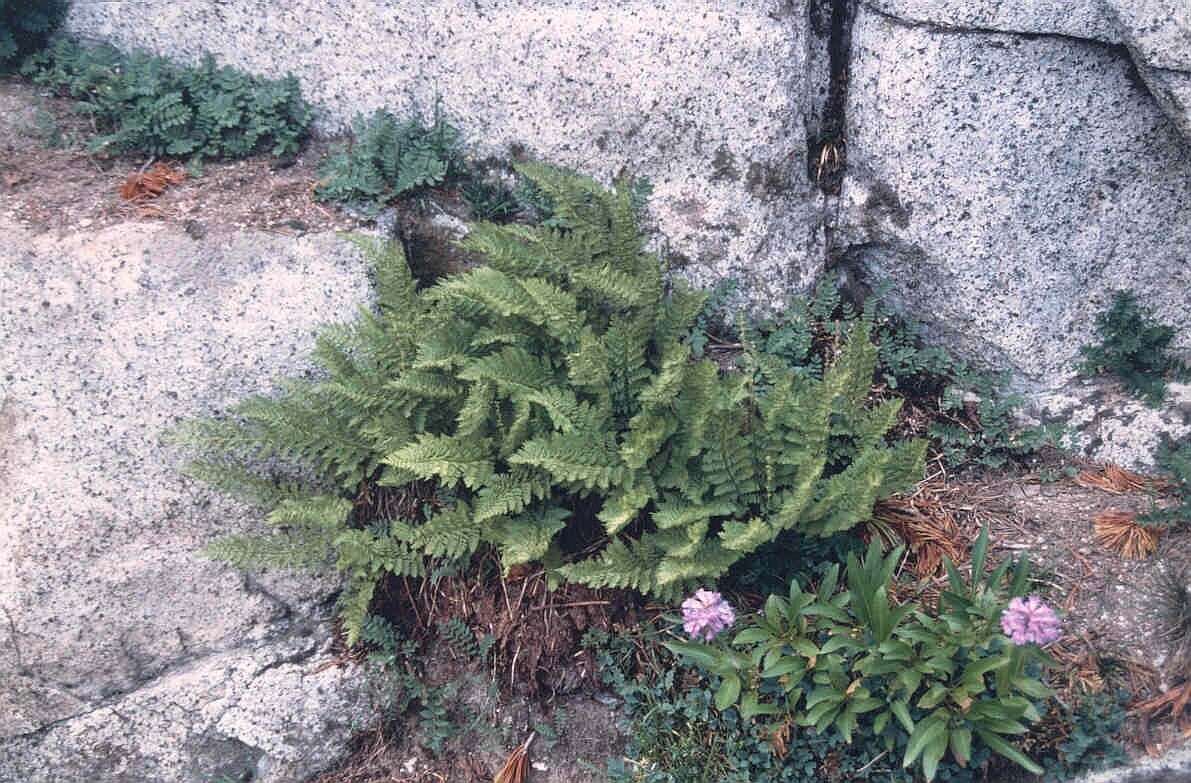 Image of alpine lady-fern