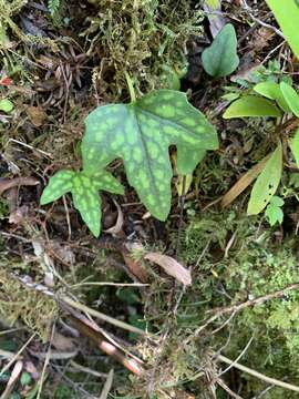 Knowltonia hepaticifolia (Hook. fil.) Christenh. & Byng的圖片