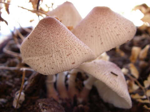 Image of Leucocoprinus ianthinus (Sacc.) P. Mohr 1994