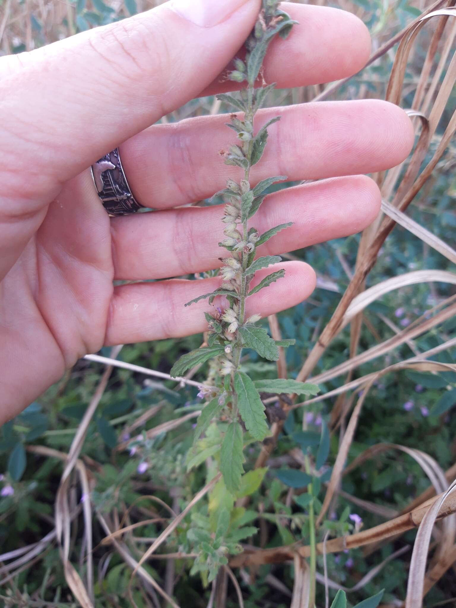 Imagem de Teucrium scordium subsp. scordioides (Schreb.) Arcang.