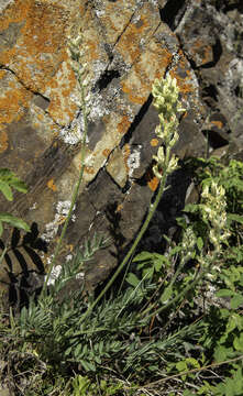 Image of field locoweed