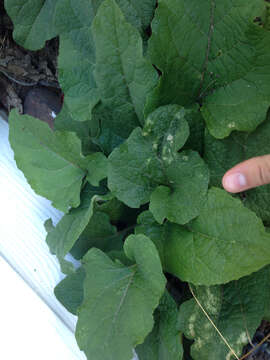 Image of common burdock