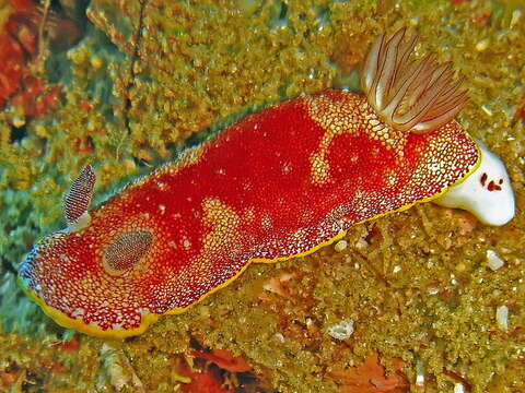 Image of Red-netted slug