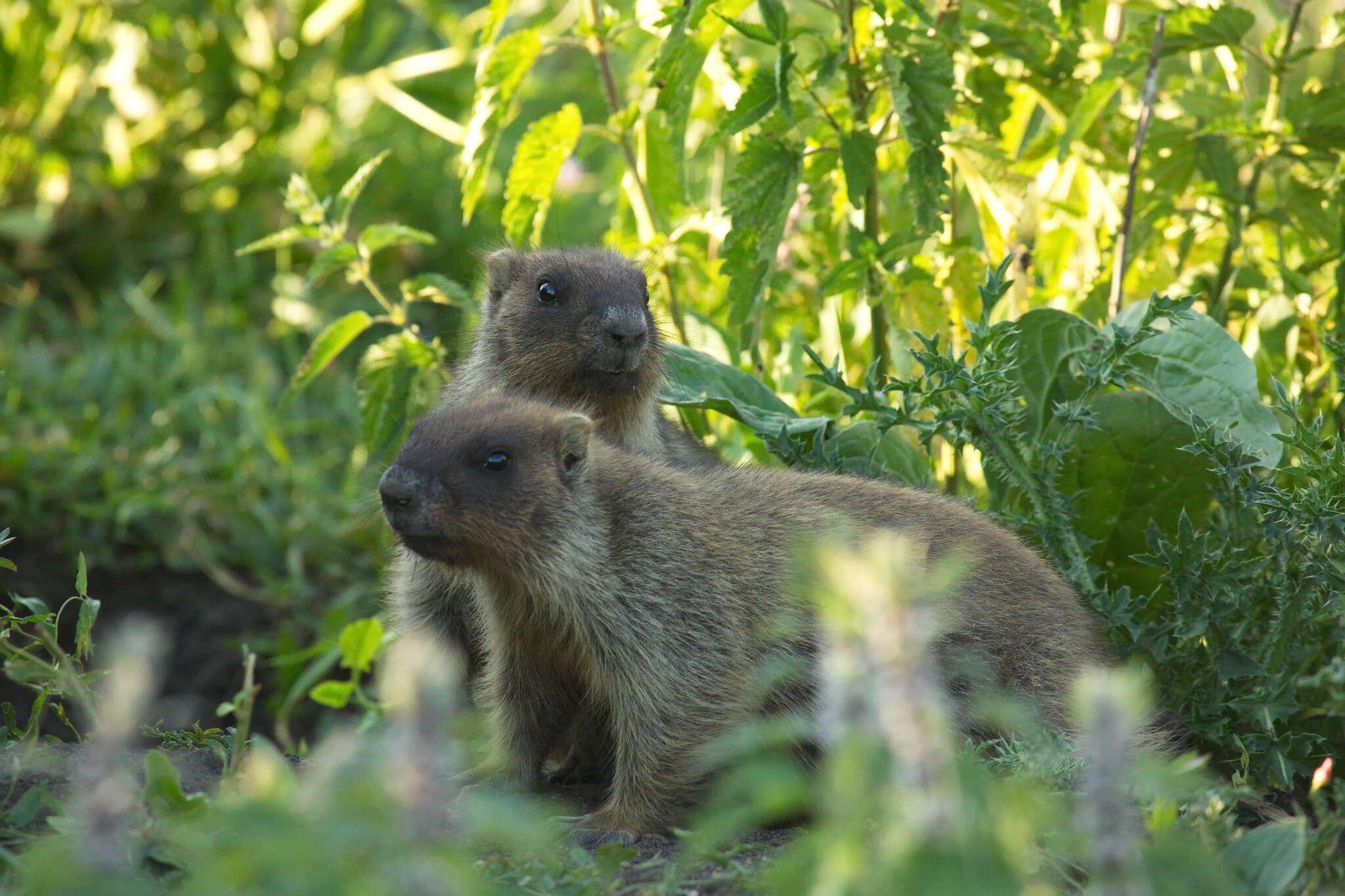 Image of Bobak Marmot