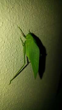 Image of Greater Angle-wing Katydid