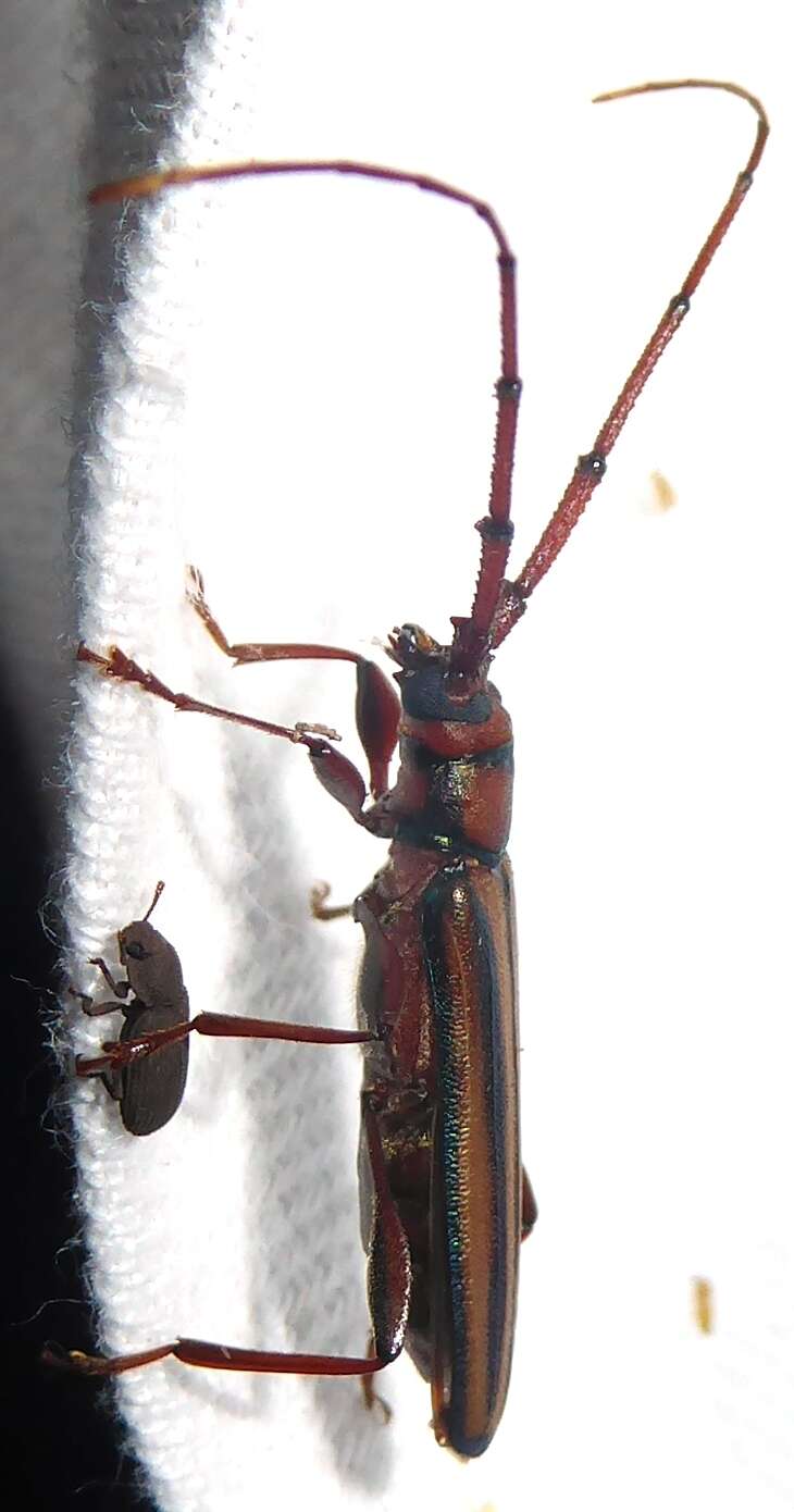 Image of Monkeypod roundheaded borer