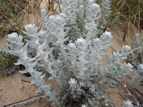 Image of Otanthus maritimus subsp. maritimus