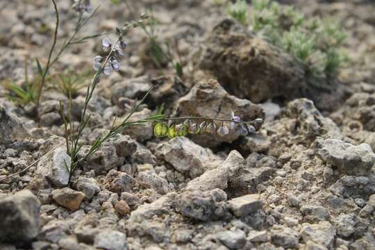 Image of blue milkwort