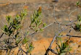 Image de Oedera epaleacea Beyers