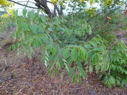 Image of Cassia sieberiana DC.