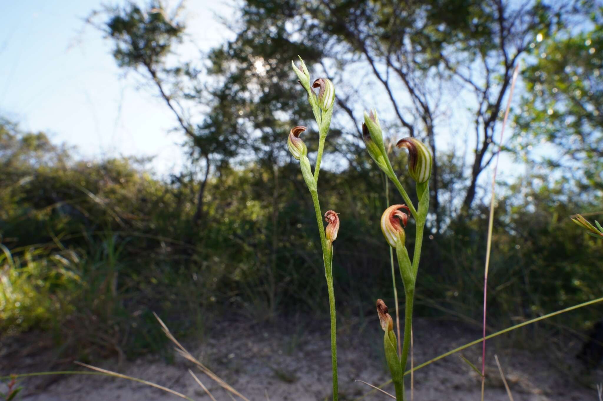 Image of Pterostylis nigricans D. L. Jones & M. A. Clem.