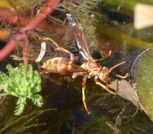 Image de Polistes apachus de Saussure 1857