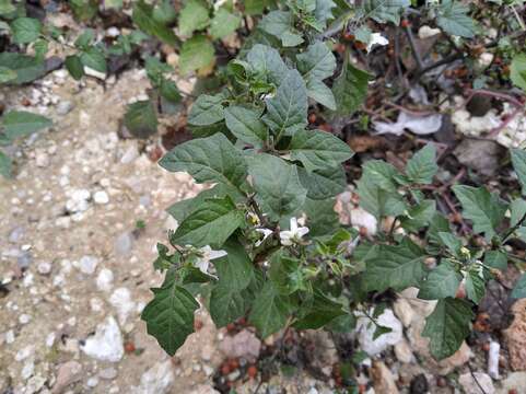 Image of hairy nightshade