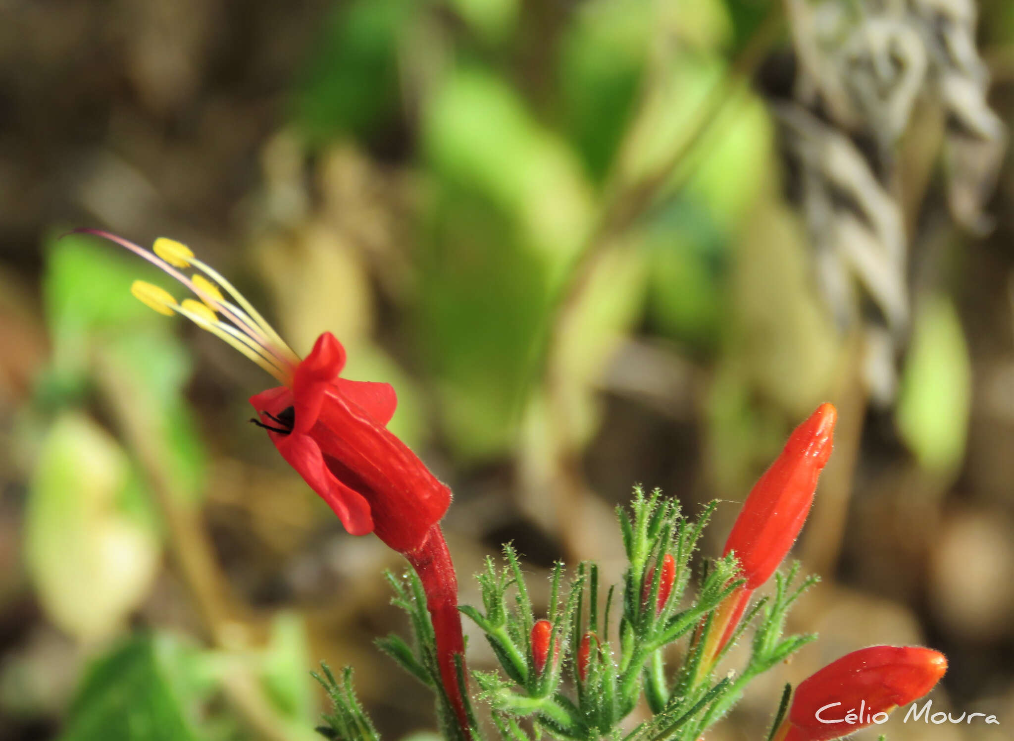 Image of Ruellia asperula (Mart. ex Ness) Lindau