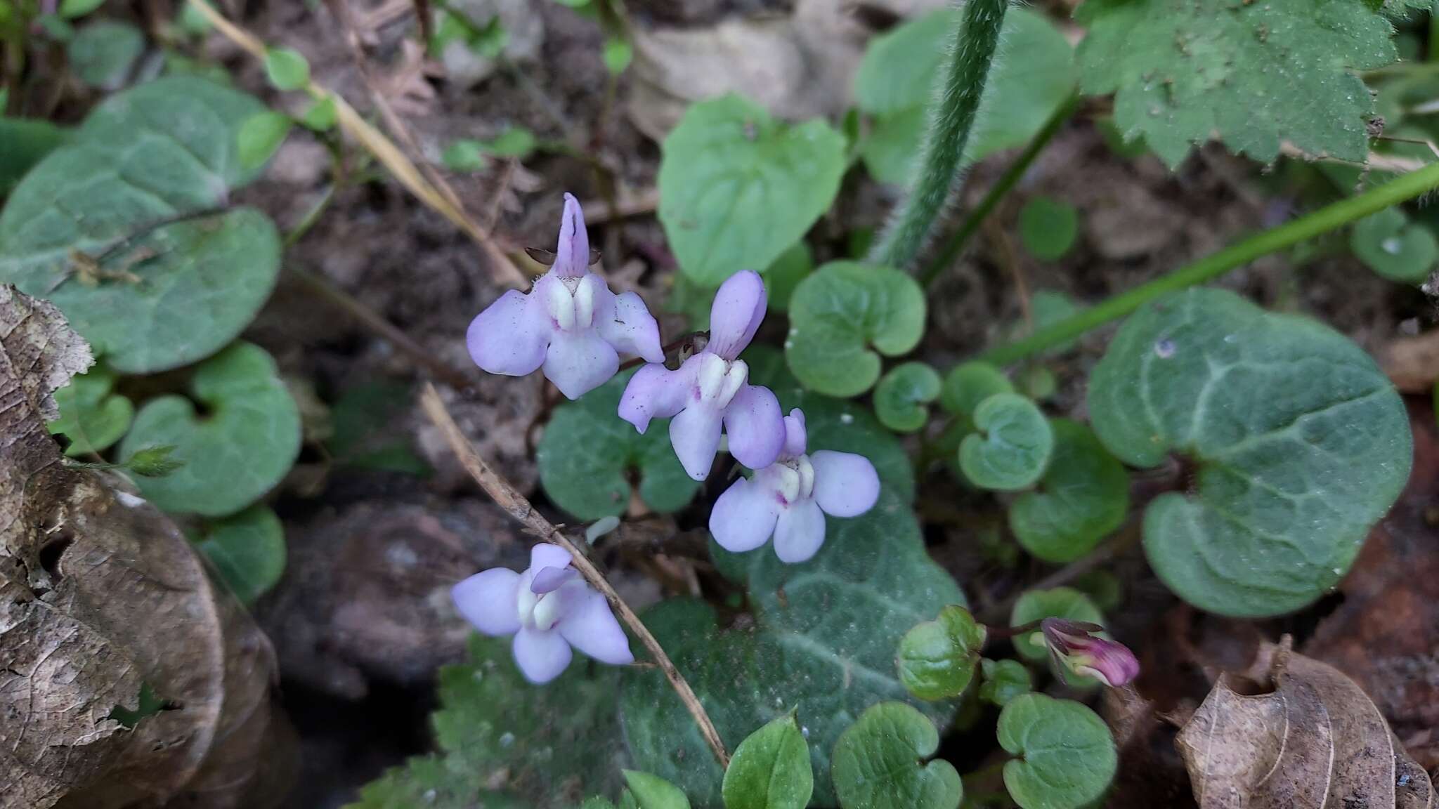 Image de Cymbalaria hepaticifolia (Poir.) Wettst.