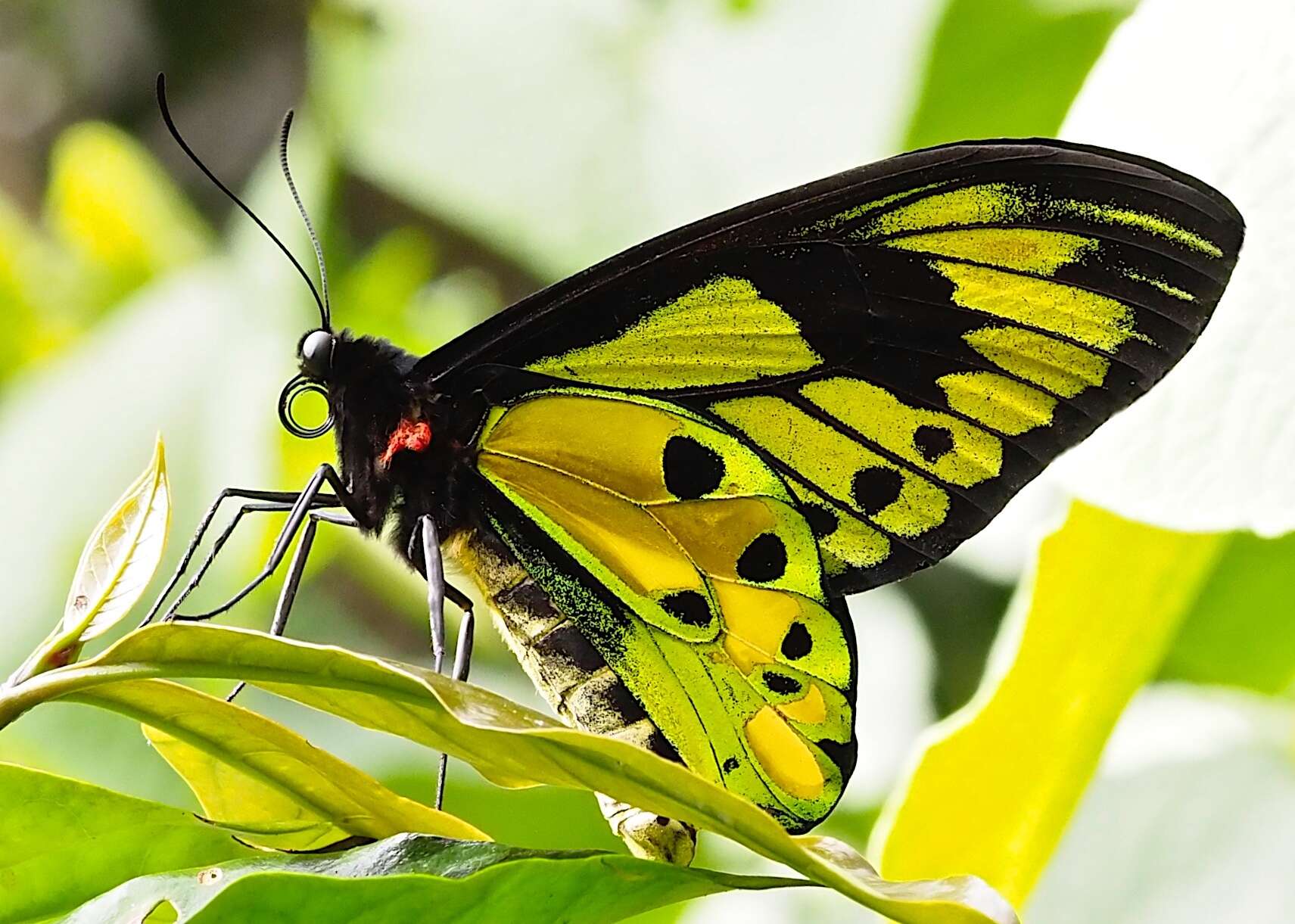 Слика од Ornithoptera tithonus de Haan 1840