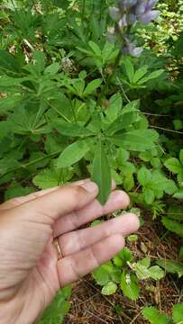 Image of largeleaf lupine