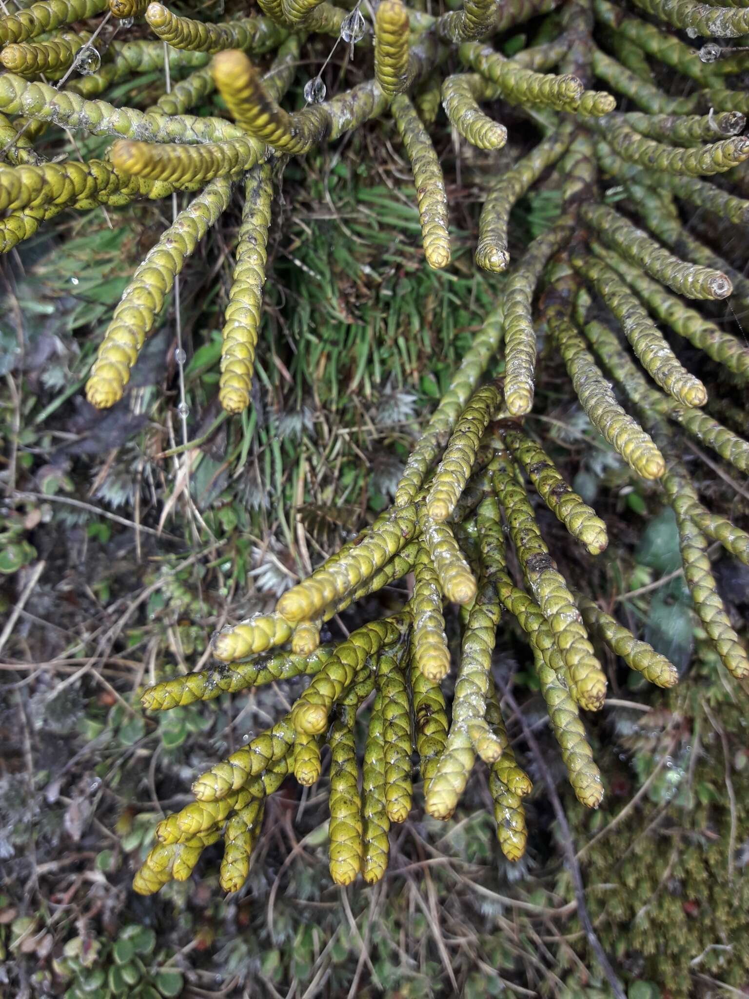 Image of Veronica hectorii subsp. hectorii