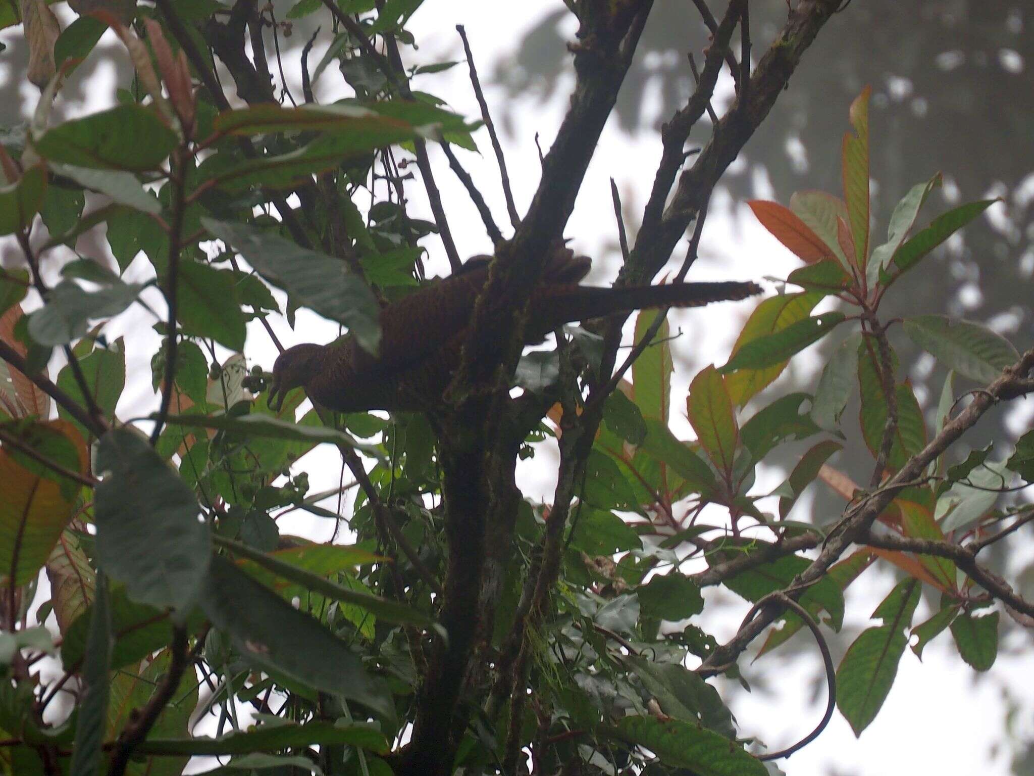 Image of Barred Cuckoo Dove