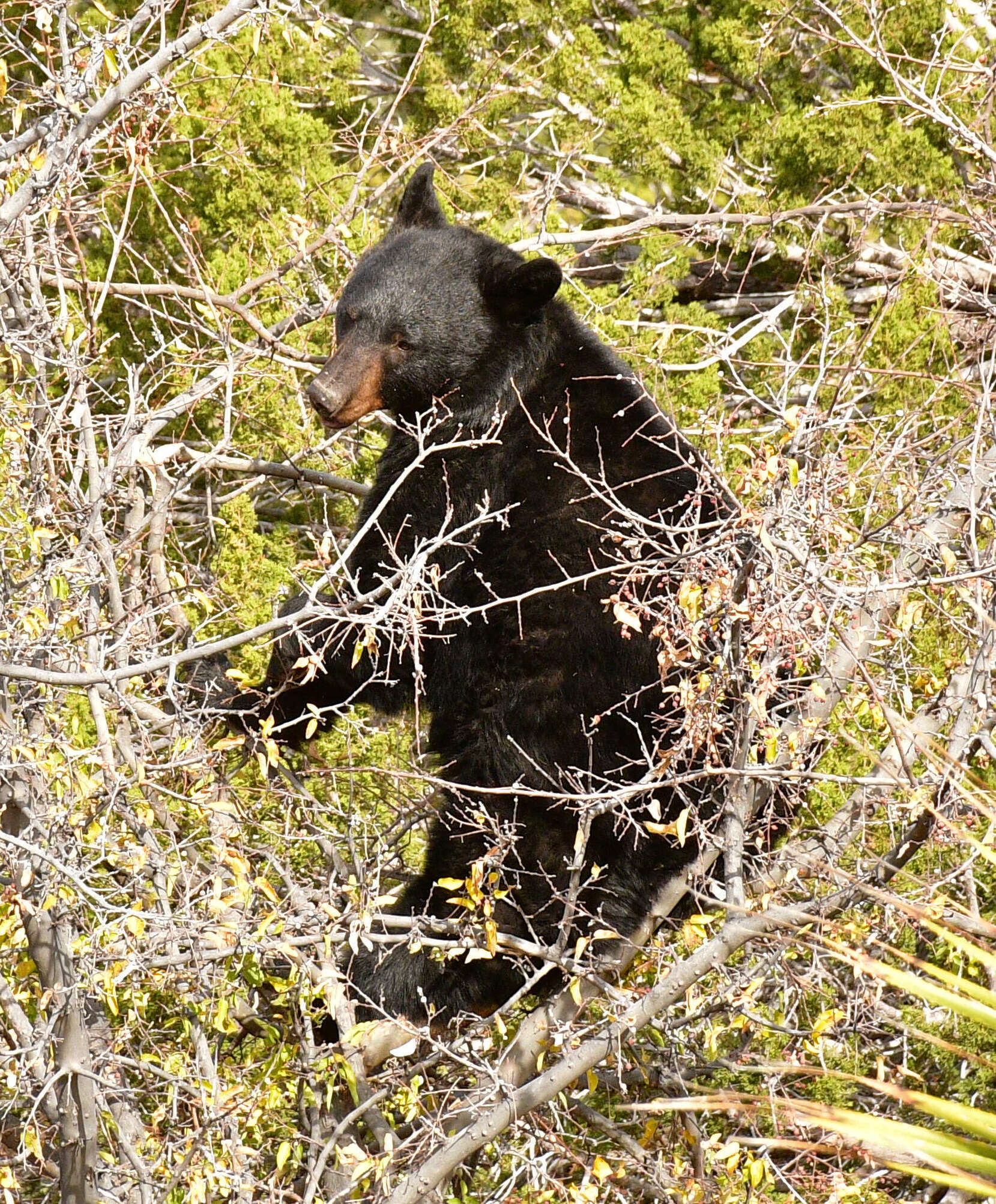 Image of Mexican Black Bear