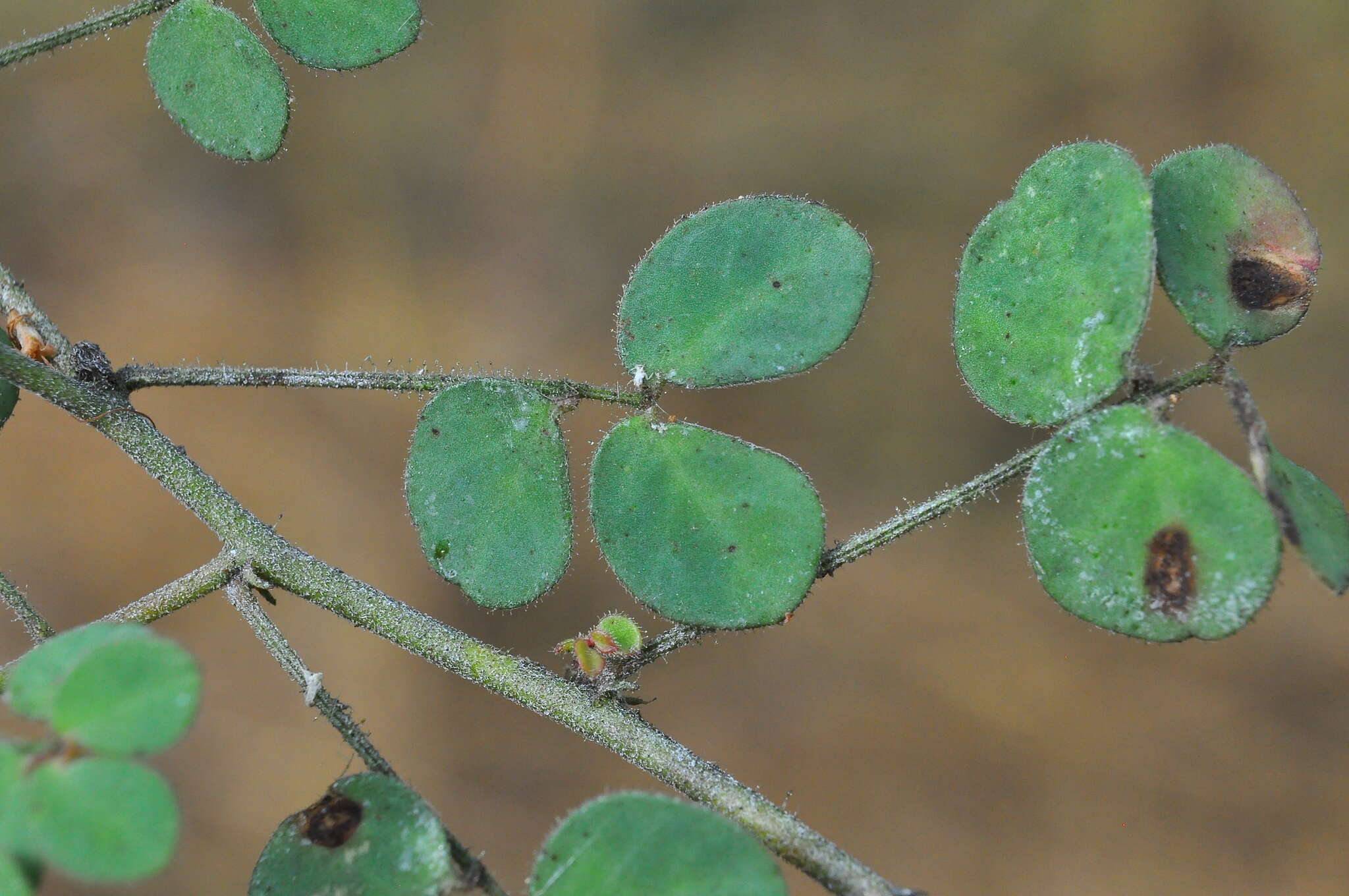 Image of Chamaecrista amiciella (H. S. Irwin & Barneby) H. S. Irwin & Barneby